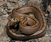 Rattlers & Reptiles